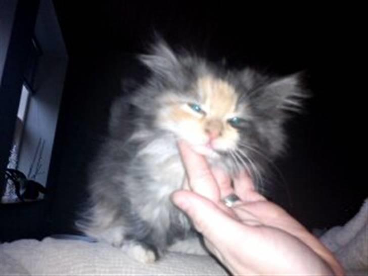 Blanding af racer Mini miv. (er drægtig) billede 10