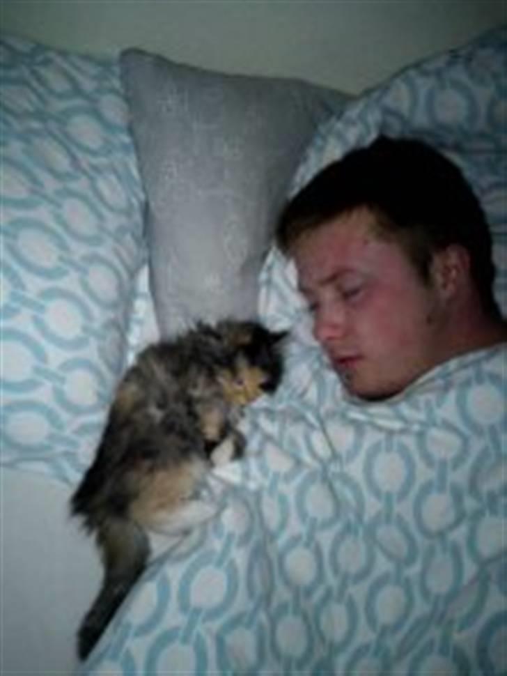 Blanding af racer Mini miv. (er drægtig) billede 11