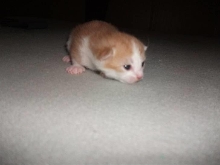 Huskat Anton - Hej Verden! billede 1