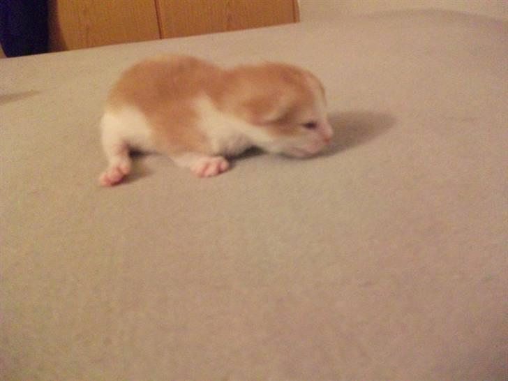 Huskat Anton - Her er Lille My få dage gammel. billede 2