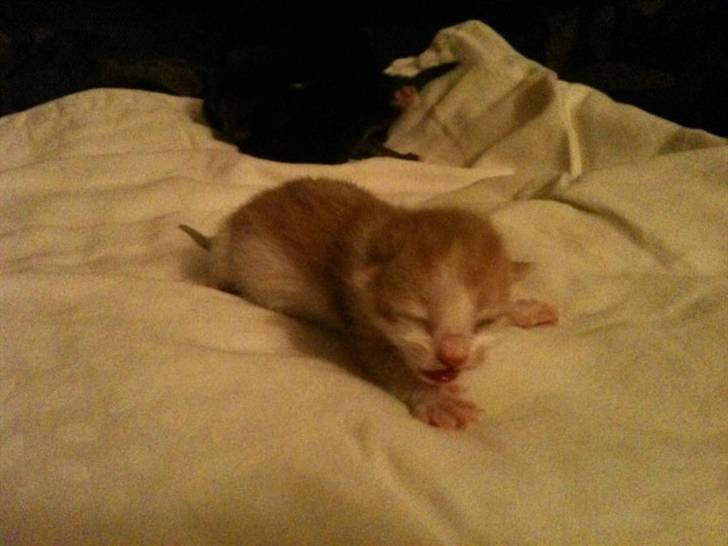 Huskat Anton - "Moooaaar!!" .. et døgn gammel. billede 3