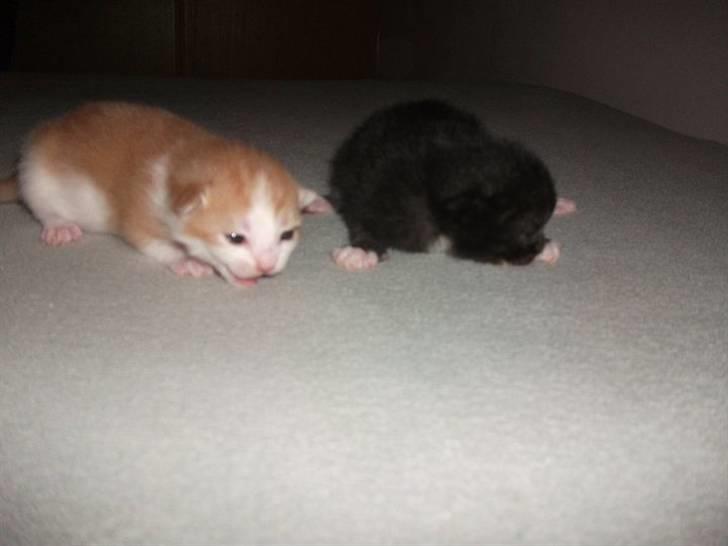 Huskat Anton billede 4