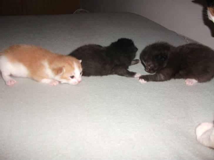 Huskat Anton - Verden er så stor, den må kigges på! billede 5