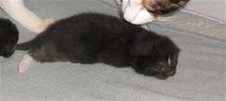 Huskat Malou billede 1