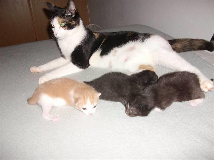 Huskat Malou - Malou yderst til højre, på opdagelse :) billede 2