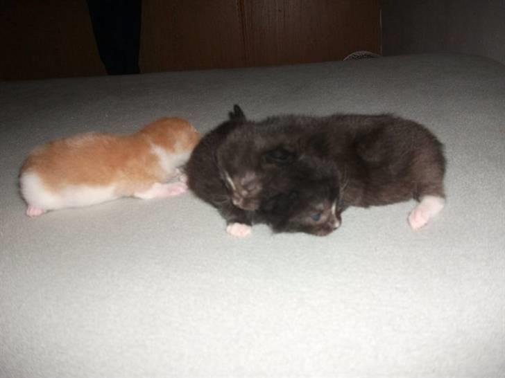 Huskat Malou - Malou tager sig en lur oven på en brormand :b billede 3