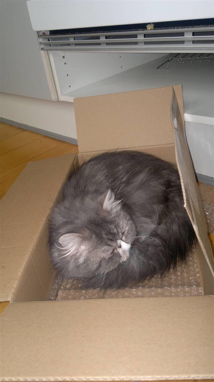 Perser SnowFlake aka. Snowi - Prinsessen på....bobbelpapir? hihi billede 11