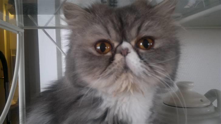 Perser SnowFlake aka. Snowi - Love you Snow Flake billede 12