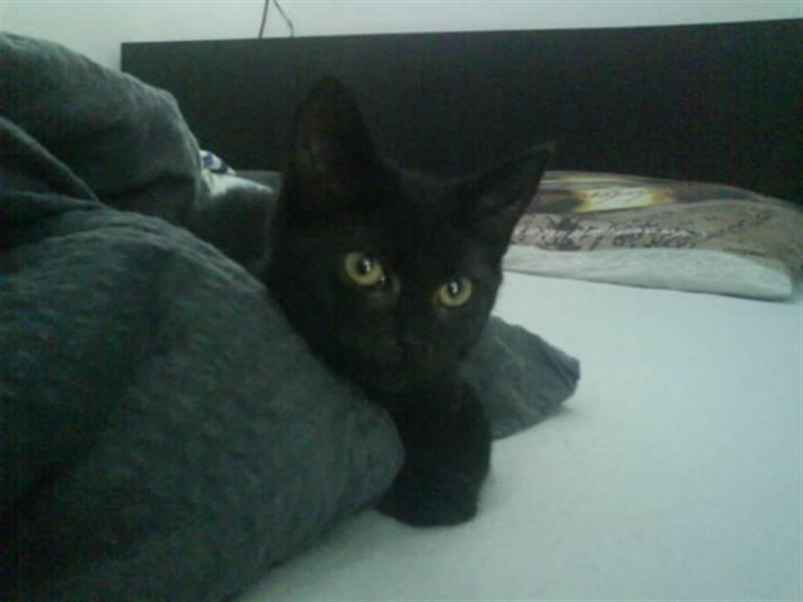 Blanding af racer Darth Vader aka Miv - hov hov du må ikke tage dynen! billede 1