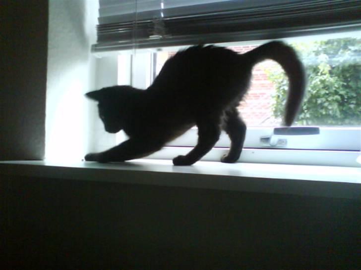 Blanding af racer Darth Vader aka Miv - En lille kat nyder en dejlig legeplads i vindueskarmen billede 2