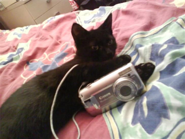 Blanding af racer Darth Vader aka Miv - Hmm de plejer og trykke her for tage billeder - skal vi lige se om de blev gode? billede 3