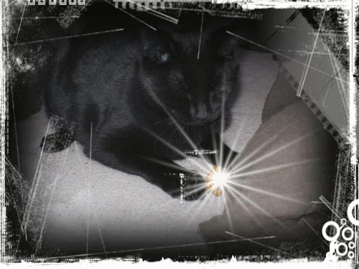 Blanding af racer Darth Vader aka Miv - Det er mit slikpapir! MIT!! xD hun er vild med slikpapir. billede 4