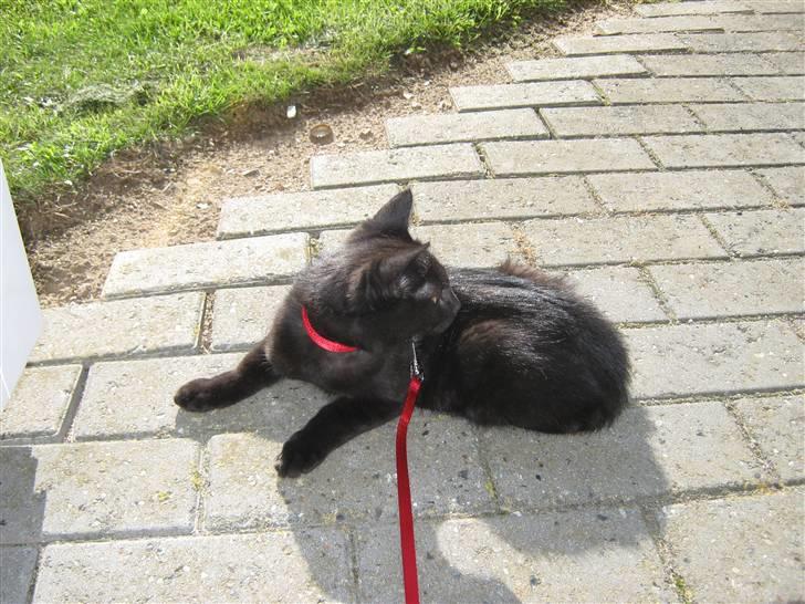 Blanding af racer Darth Vader aka Miv - Hun er ikke så vild med være ude men kommer ud i snor her nyder hun lige lidt sol men holder øje med ALT :) billede 5