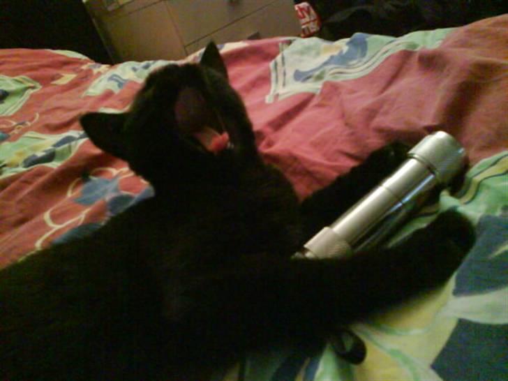 Blanding af racer Darth Vader aka Miv - øøøvvv tænd min laser pointer!! billede 6