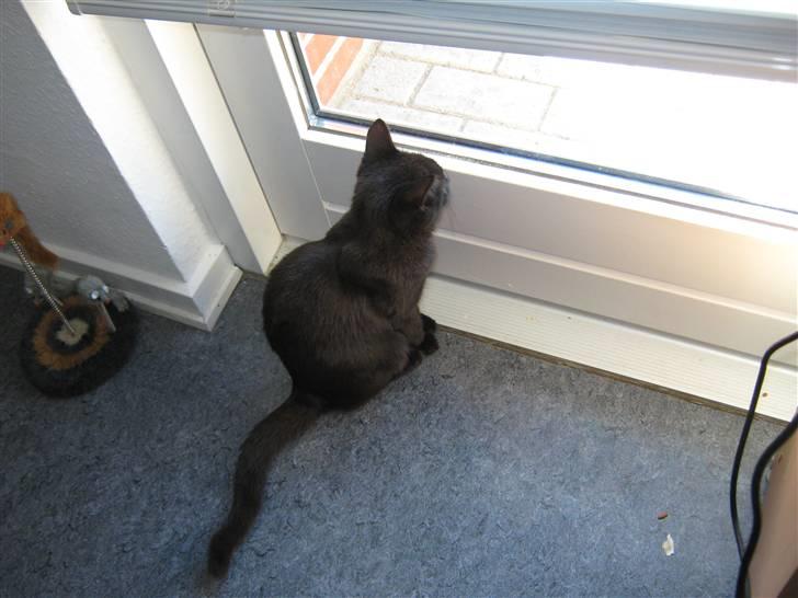 Blanding af racer Darth Vader aka Miv - kigger ud billede 7