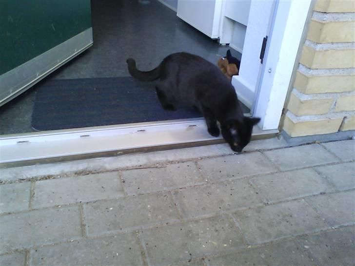 Blanding af racer Darth Vader aka Miv - Det er helt ok bare og kigge ud :)  billede 8