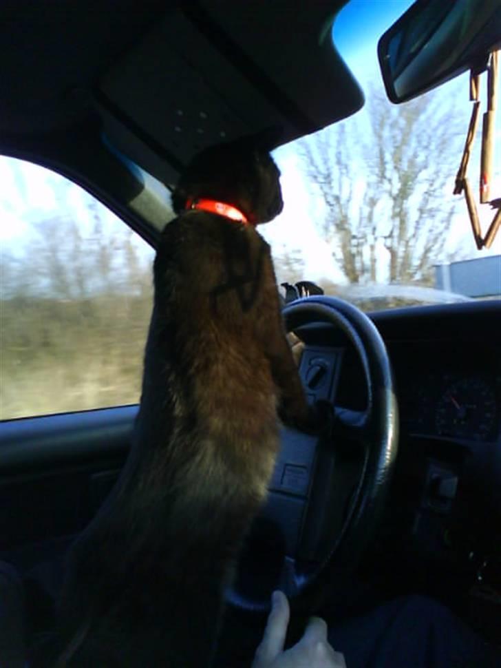 Blanding af racer Darth Vader aka Miv - Hun elsker og være med ude og køre, dog hader hun og være ude men bilen er ok :) billede 9