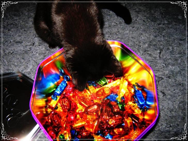 Blanding af racer Darth Vader aka Miv - Hmm hvor er de sjove karameller? Elsker og lege med dem :D billede 10