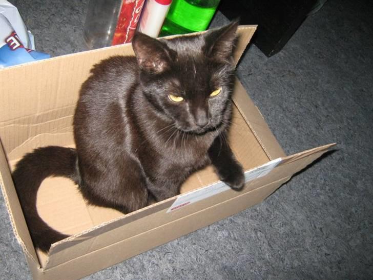 Blanding af racer Darth Vader aka Miv - Nu er det min papkasse :) billede 11