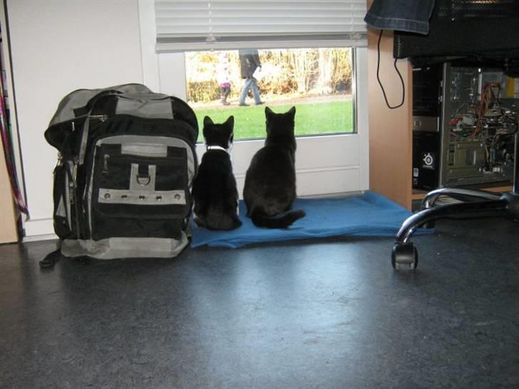 Blanding af racer Darth Vader aka Miv - Her har vi besøg af noomi en lille dreng som vi godt kan enes med her snakker de vist om folk ude på stien. billede 12