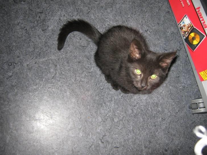 Blanding af racer Darth Vader aka Miv - Hun var en lille plysboldt da vi fik hende hvem kan stå for hende der? :) billede 13