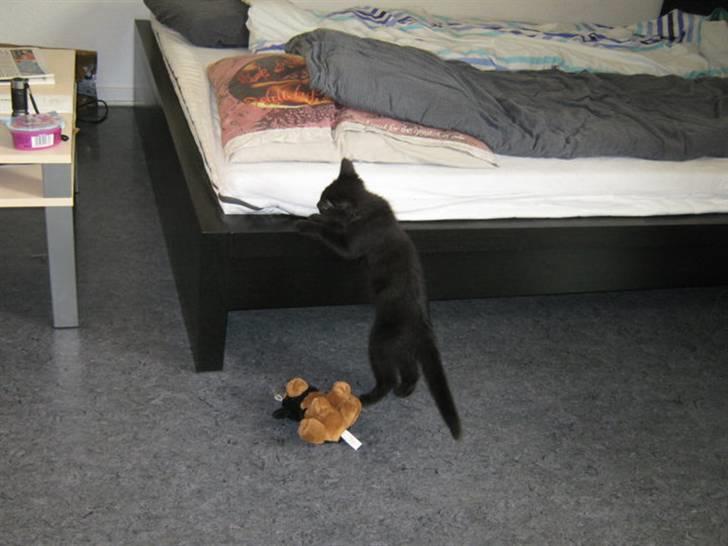 Blanding af racer Darth Vader aka Miv - Når man er killing skal ALT leges med :) billede 14