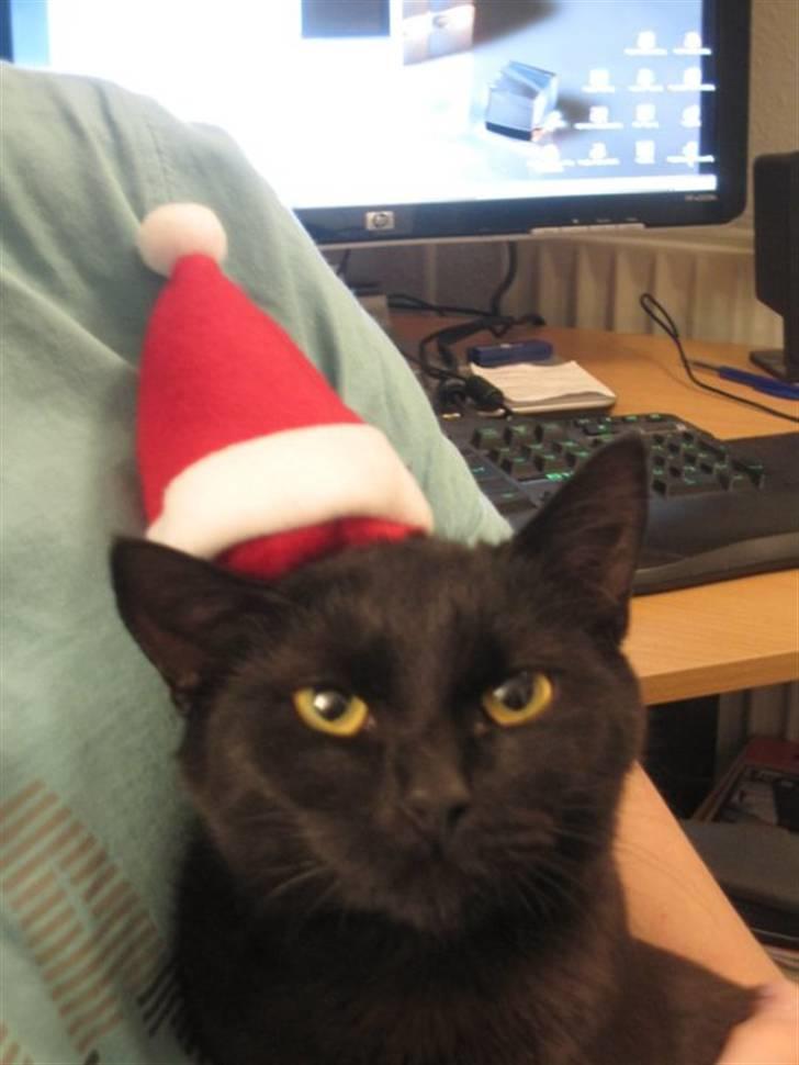 Blanding af racer Darth Vader aka Miv - Her har jeg fået nissehue på kan jeg nu ikke lide. billede 15