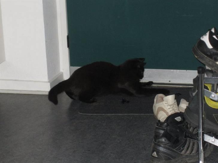 Blanding af racer Darth Vader aka Miv - Der ligger lidt slik papir på dørmåtten det skal leges med dørmåtten er nu også sjov for her må jeg gerne bruge mine klør :D billede 16