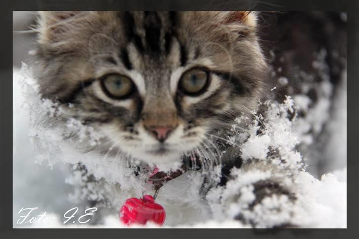 Blanding af racer Hilde - November 2010 - Hilde i sneen billede 10