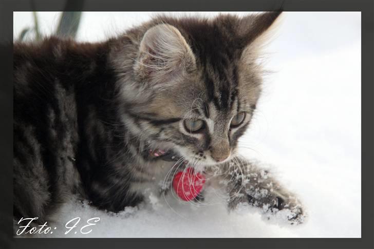 Blanding af racer Hilde - November 2010 billede 11