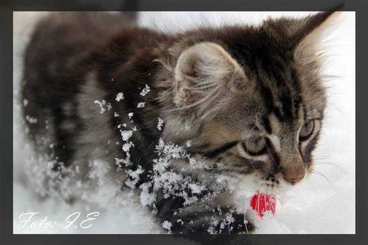 Blanding af racer Hilde - November 2010 billede 12