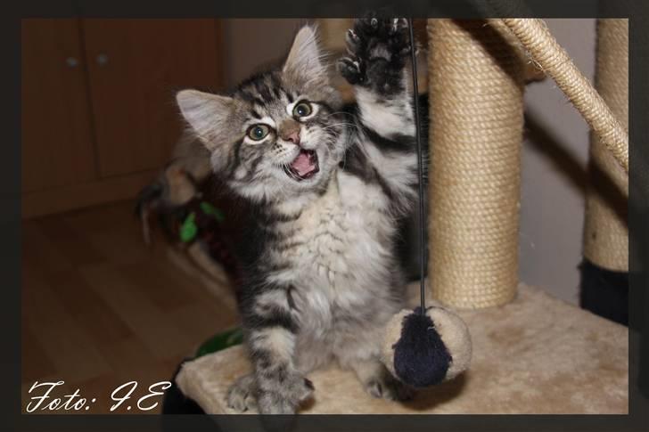 Blanding af racer Hilde - November 2010 - Hilde kan også lidt ninja *S* billede 13