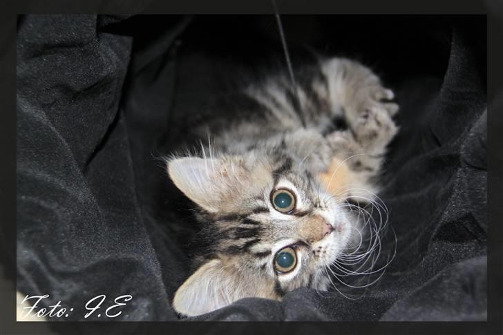 Blanding af racer Hilde - November 2010 billede 14