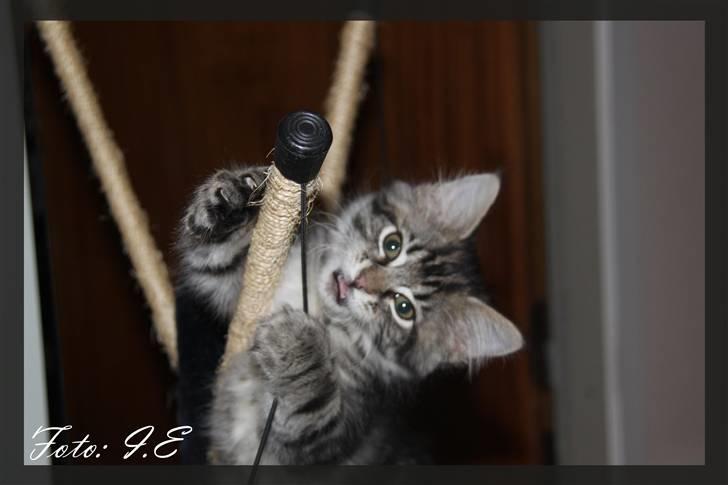 Blanding af racer Hilde - November 2010 billede 15