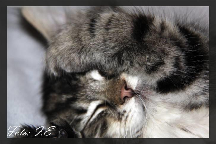 Blanding af racer Hilde - November 2010 billede 16