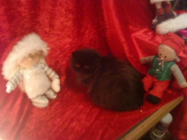 Perser Muggi *R.I.P D.15/1-17* billede 13