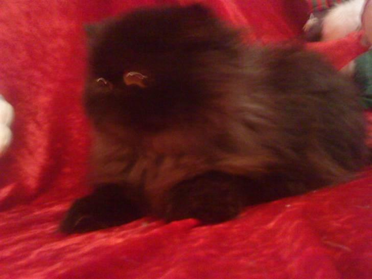 Perser Muggi *R.I.P D.15/1-17* billede 14