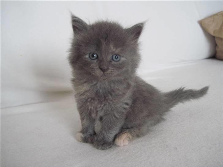 Maine Coon Alma billede 19