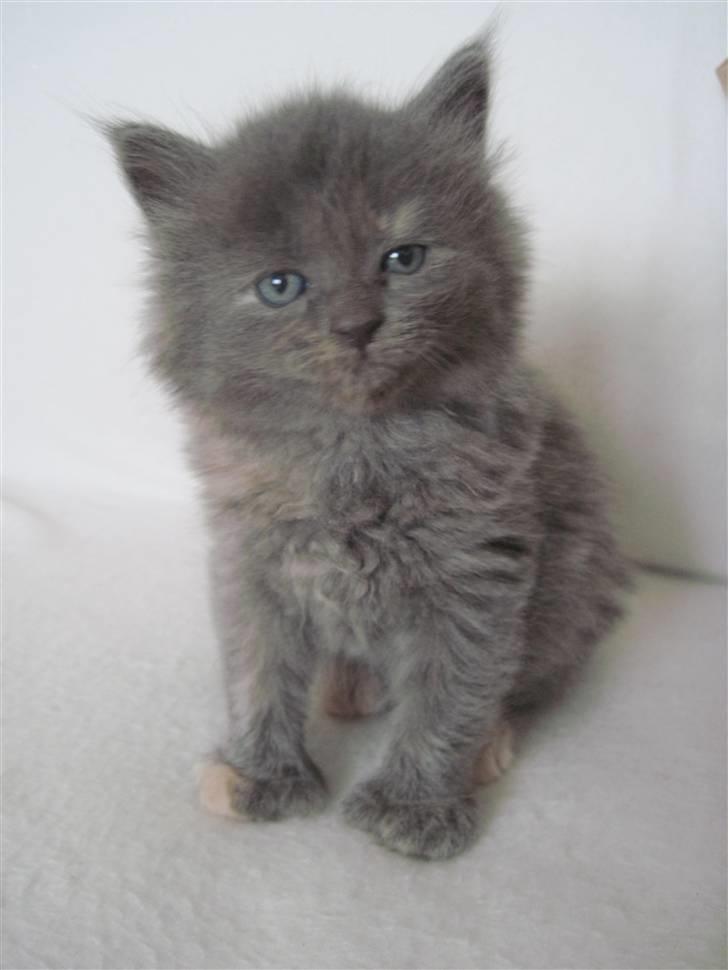 Maine Coon Alma billede 20