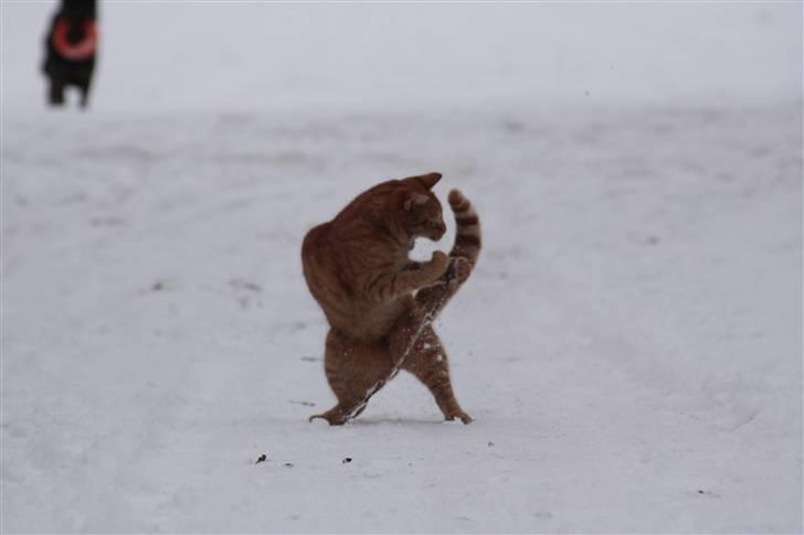 Huskat Millions | Buster | billede 14