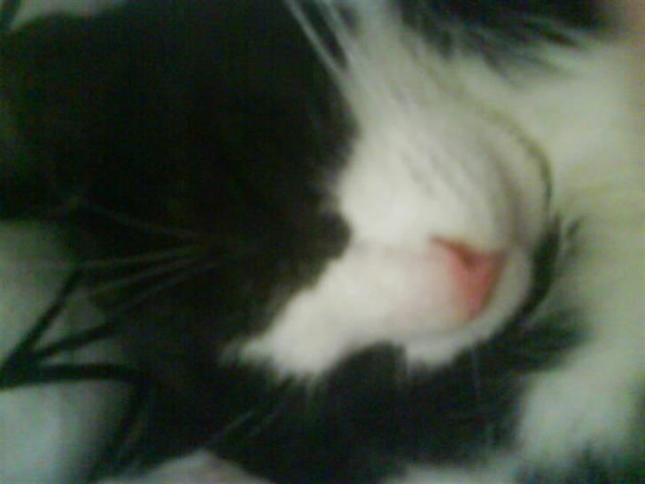 Huskat Snøvsen  - nu jeg træt af og lege :D  billede 1