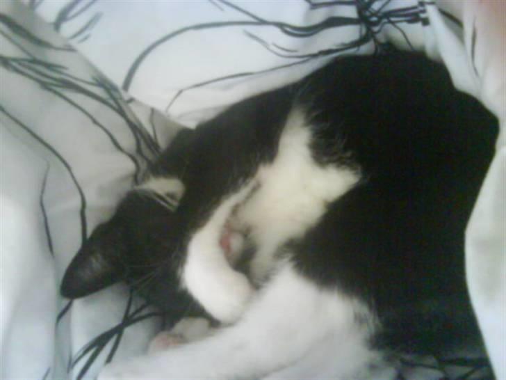 Huskat Snøvsen  - Gå nu væk mor jeg vil sove :D  billede 2