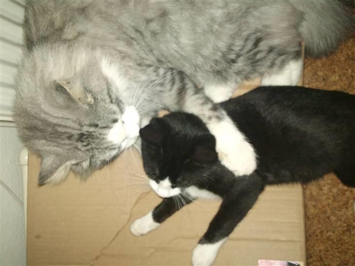 Huskat Snøvsen  - så nu du fanget var din lille gavtyv :D tænker den grå (:  billede 3