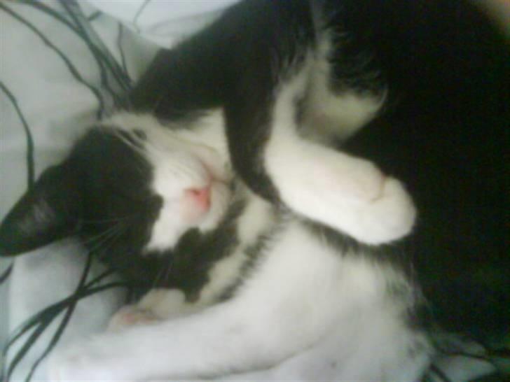 Huskat Snøvsen  - jeg drømmer jeg er en fin dame :D  billede 4