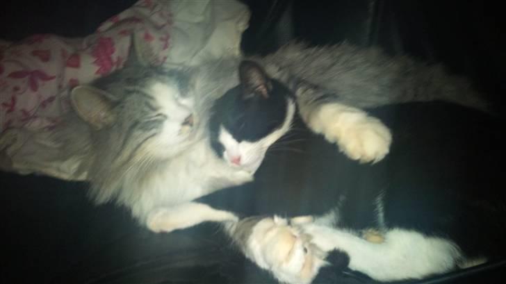 Huskat Snøvsen  - så har vi slåset og nu det putte tid :D  billede 5