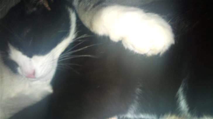 Huskat Snøvsen  - det kan godt være balder og mig slåser meget men det er nu dejligt og putte i hans arme med ham :D  billede 6