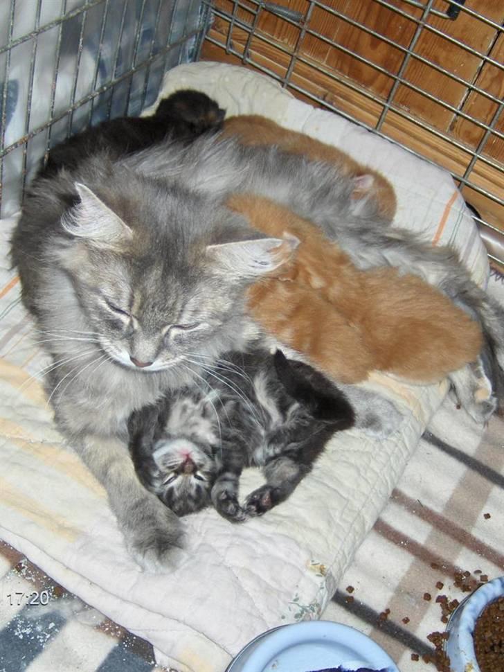 Maine Coon Maude - Maude med killinger. Hun kan selv hoppe ud/ind af det bur hun har dem i. billede 5