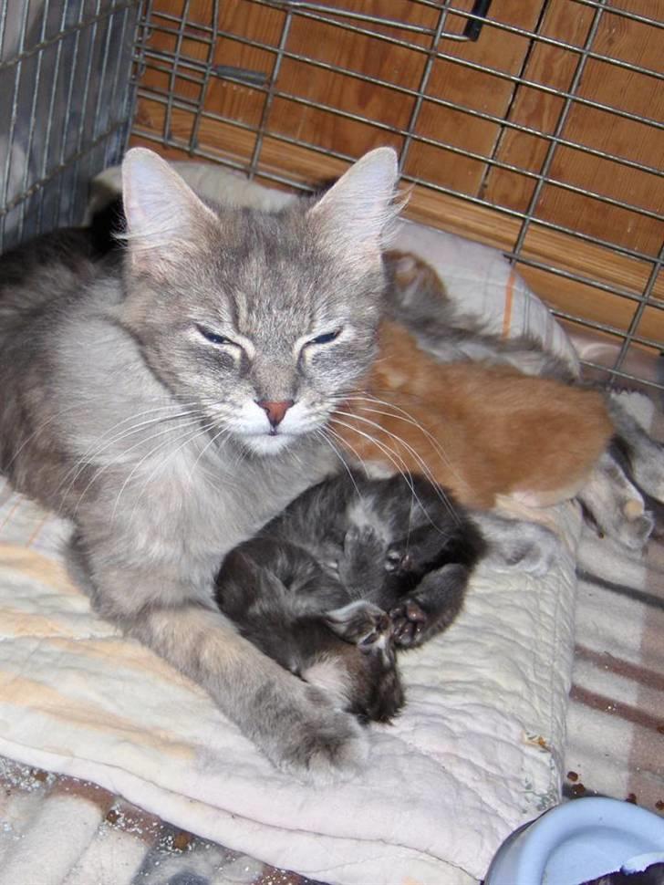 Maine Coon Maude - Maude med killinger. Hun kan selv hoppe ud/ind af det bur hun har dem i. billede 6