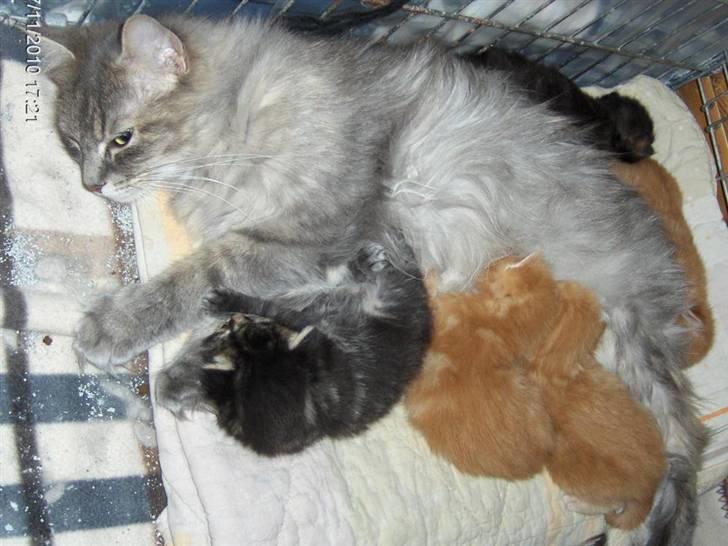 Maine Coon Maude - Maude med killinger. Hun kan selv hoppe ud/ind af det bur hun har dem i. billede 7