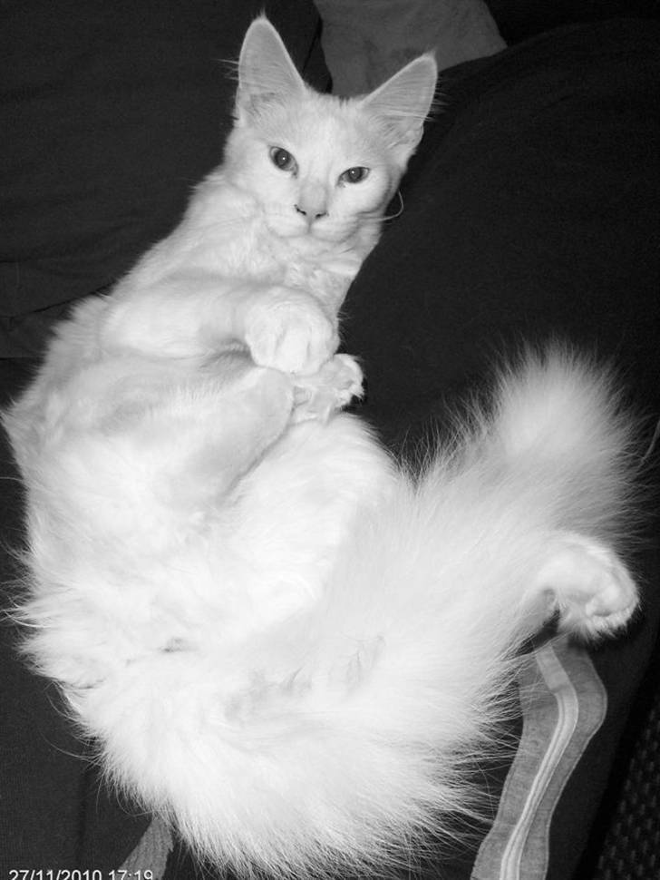 Maine Coon Bitten billede 4